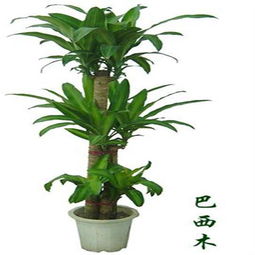 精致之選 國(guó)產(chǎn)巴西木（150mm盆）——綠意盎然的理想禮品花卉